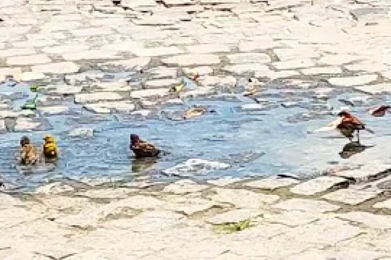 Foto: Gutemberg Stolze